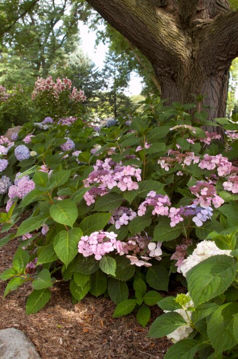 Hydrangea macrophylla Twist & Shout® PP20176