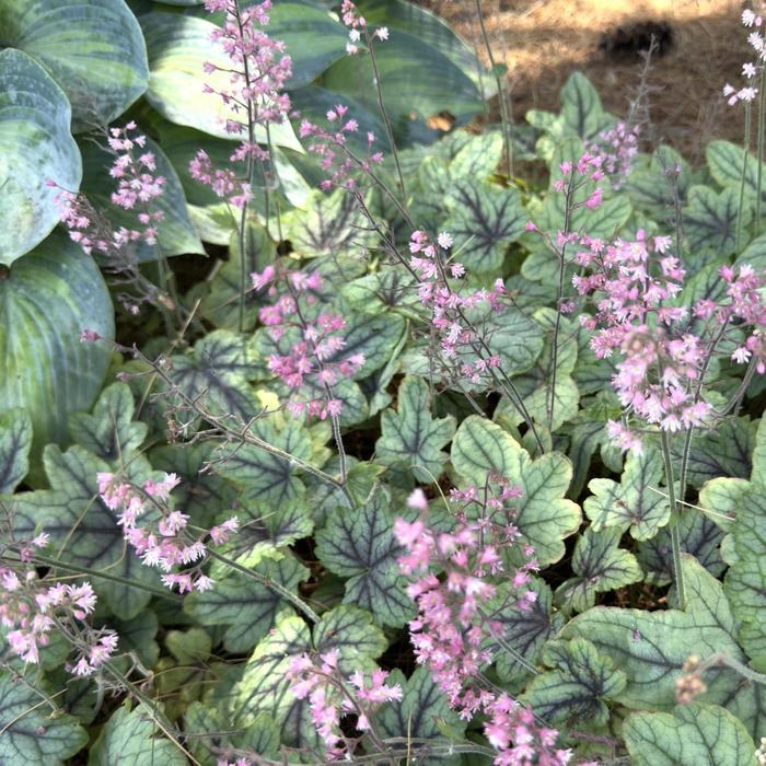 Heucherella Pink Fizz