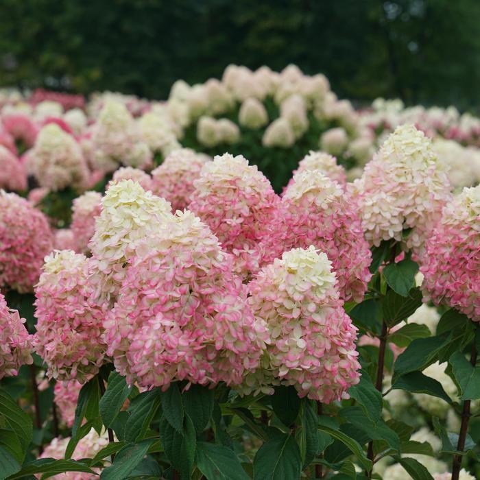 Hydrangea paniculata Limelight Prime® PP32511 (Tree Form)