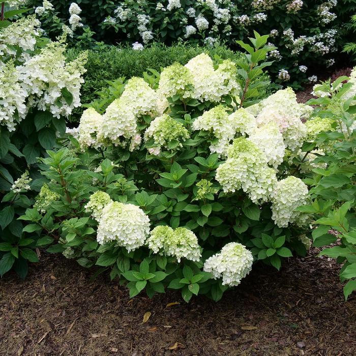 Hydrangea paniculata Little Lime Punch® PP33207