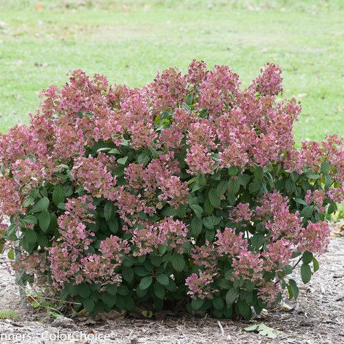 Hydrangea paniculata Little Quick Fire® PP25136