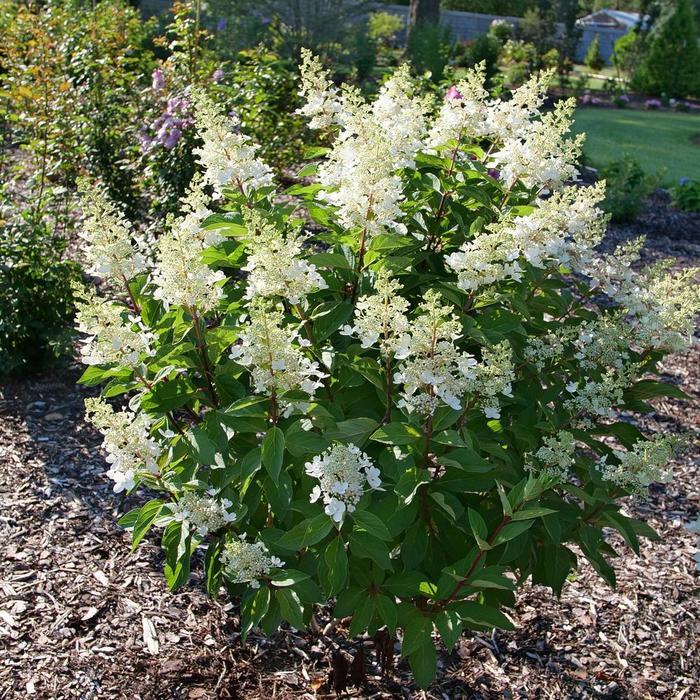 Hydrangea paniculata Pinky Winky Prime® PP35334