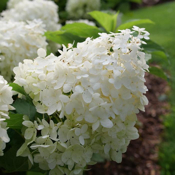 Hydrangea paniculata Puffer Fish® PP35316