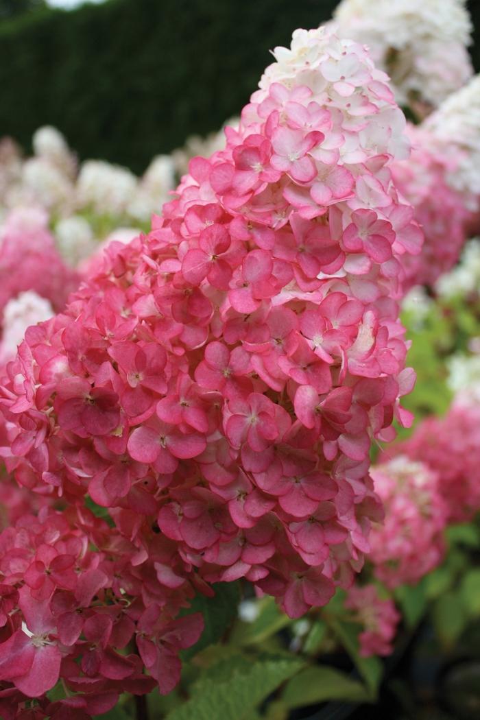 Hydrangea paniculata Vanilla Strawberry™ PP20670