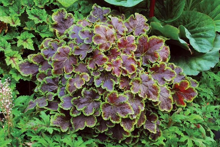 Heucherella Solar Eclipse