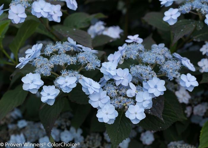 Hydrangea serrata Tiny Tuff Stuff™ PP24842