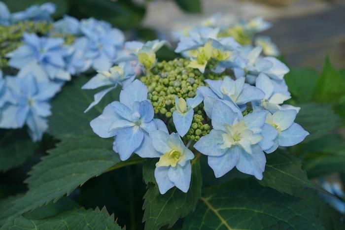 Hydrangea serrata Tuff Stuff Ah-Ha® PP29832