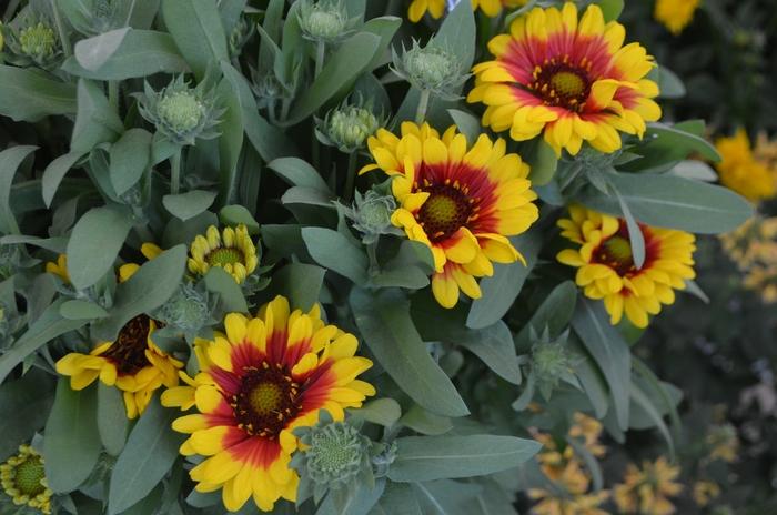 Gaillardia aristata Spintop™ Red Starburst PPAF