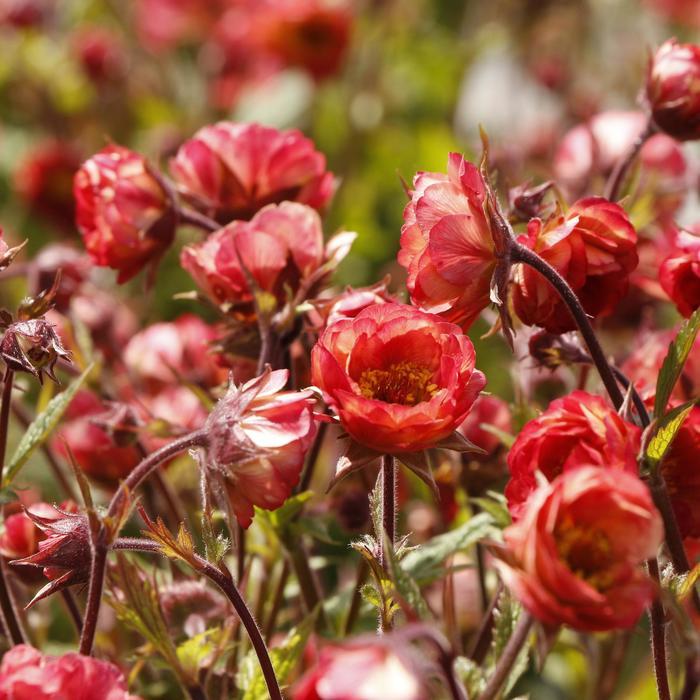 Geum Tempo™ Coral