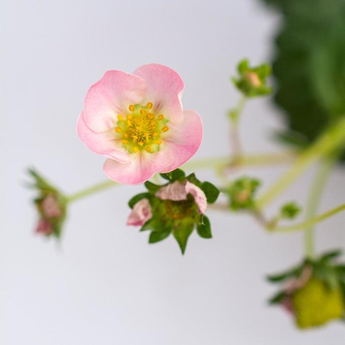 Fragaria x Frisan Rosy Belle™