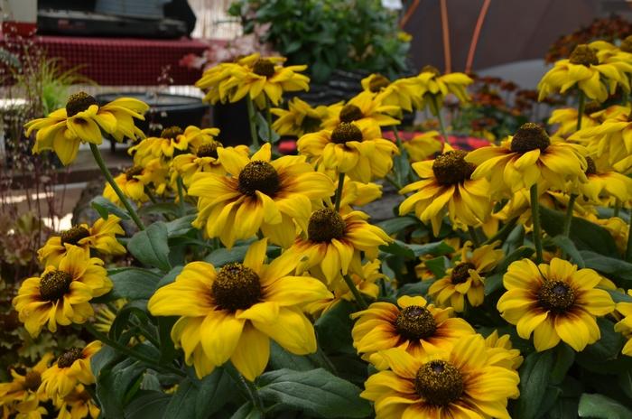 Echibeckia Summerina® Yellow