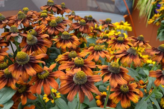 Echibeckia Summerina® Pumpernickle