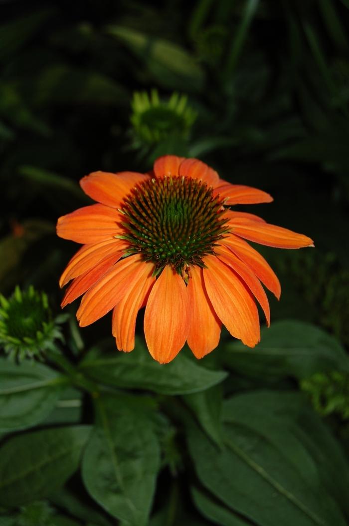 Echinacea x hybrida Sombrero® Poco™ Hot Coral PP23097