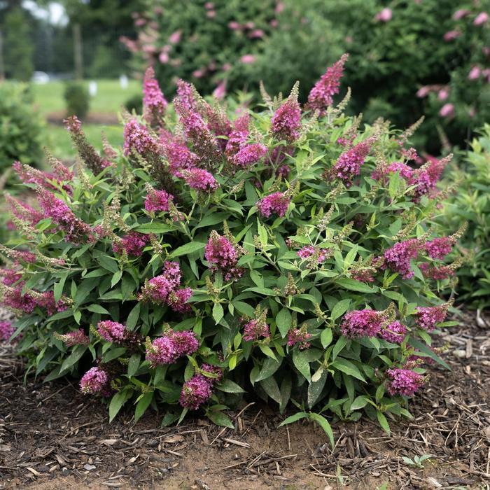 Buddleia davidii Dapper® Pink