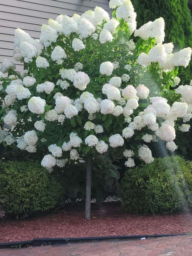 Hydrangea paniculata Phantom (Tree Form)