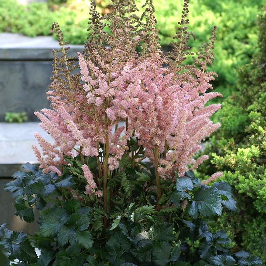 Astilbe chinensis Glitter & Glamour