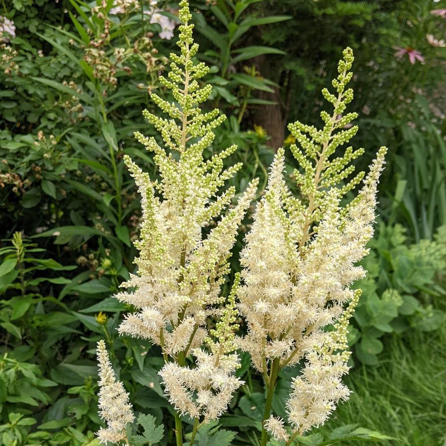 Astilbe chinensis Ivory Pearls