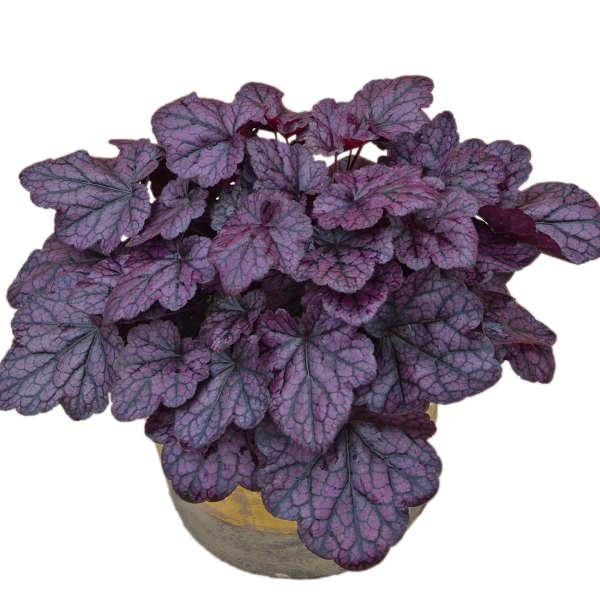 Heuchera Grape Expectations