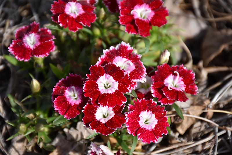 Dianthus Beauties® Olivia Sweet