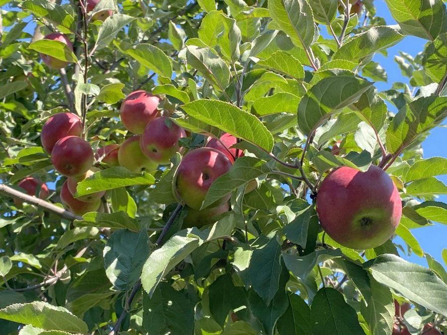 Apple Semi-Dwarf Snow Famuse