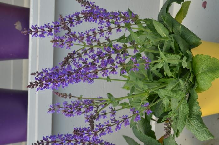 Salvia nemorosa May Night