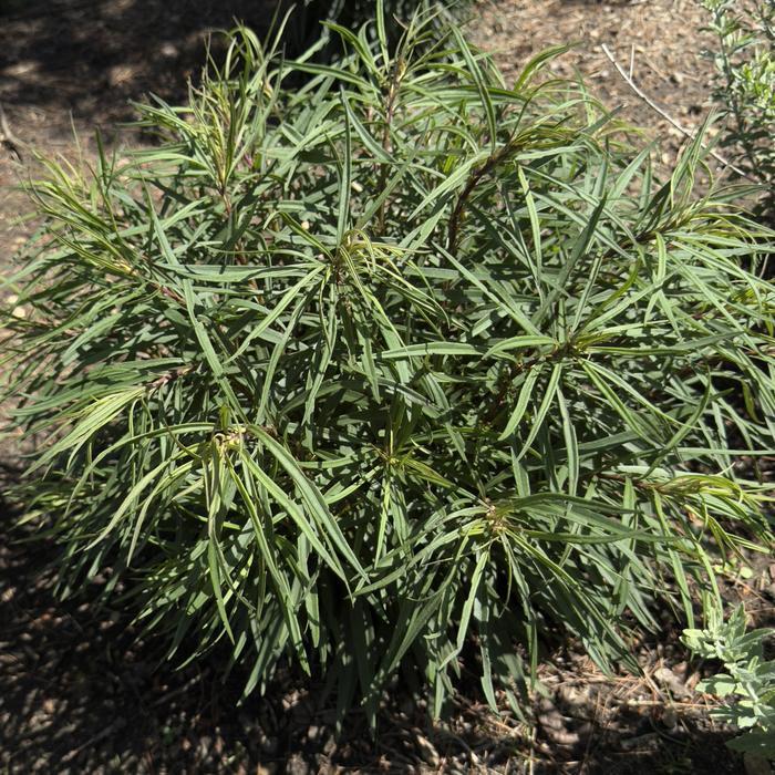 Vernonia Prairie Princess PP36918