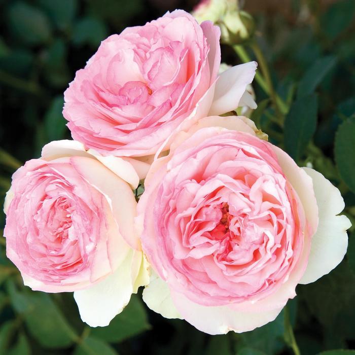 Rosa Climbing Eden® Climber