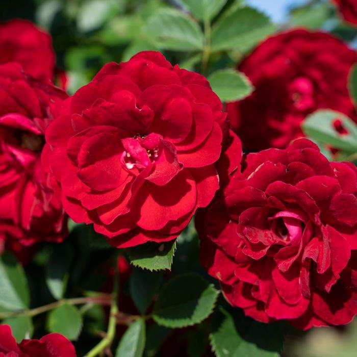 Rosa Climbing Cherry Frost™ PPAF
