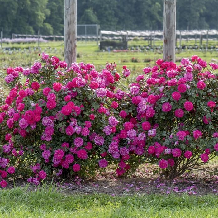 Rosa Climbing Highwire Flyer™ PPAF