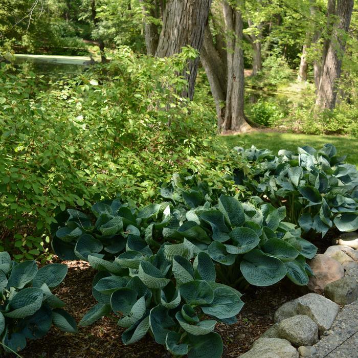Hosta Abiqua Drinking Gourd