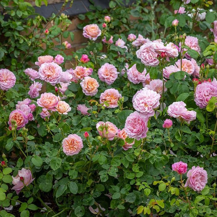 Rosa David Austin Eustacia Vye PP32981