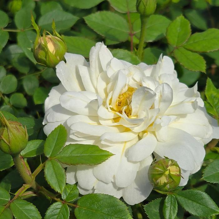 Rosa David Austin Nye Bevan® PP34716