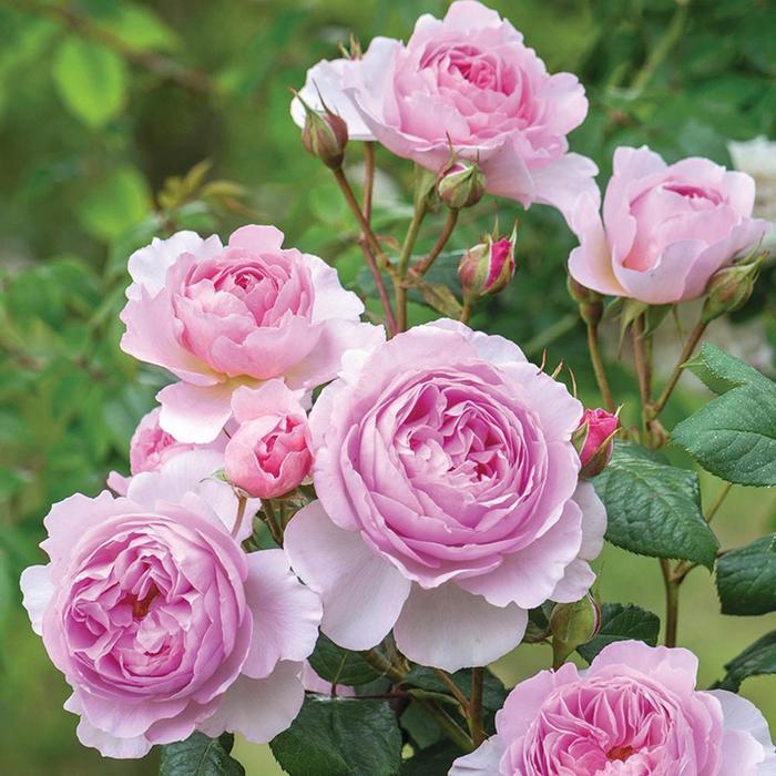 Rosa David Austin The Ancient Mariner