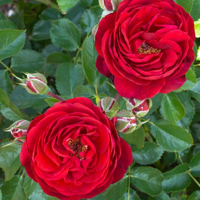 Rosa Floribunda Canyon Road™ PP28541