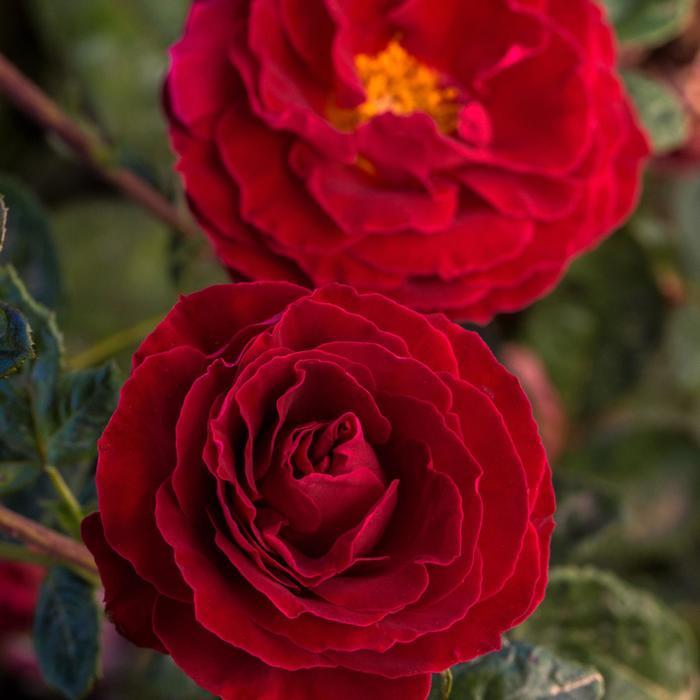 Rosa Floribunda Cherrytini™ PP32180