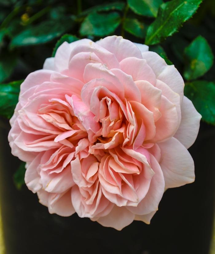 Rosa Tree 24 Cream Veranda® PP21198