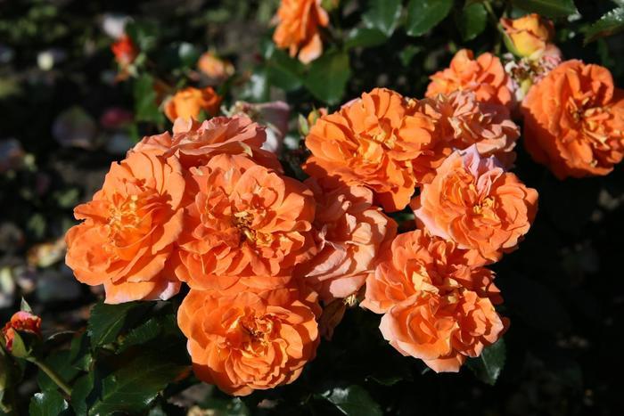 Rosa Floribunda Mango Veranda® PP29399