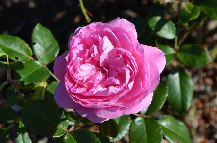 Rosa Tree 36 Orchid Romance™ PP23582