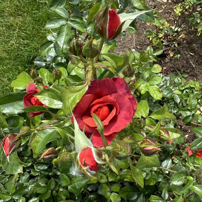 Rosa Floribunda Hot Cocoa PP15155