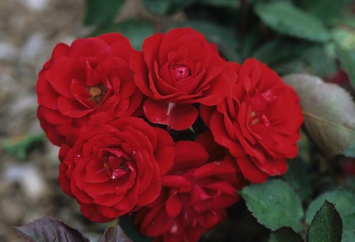 Rosa Floribunda Europeana