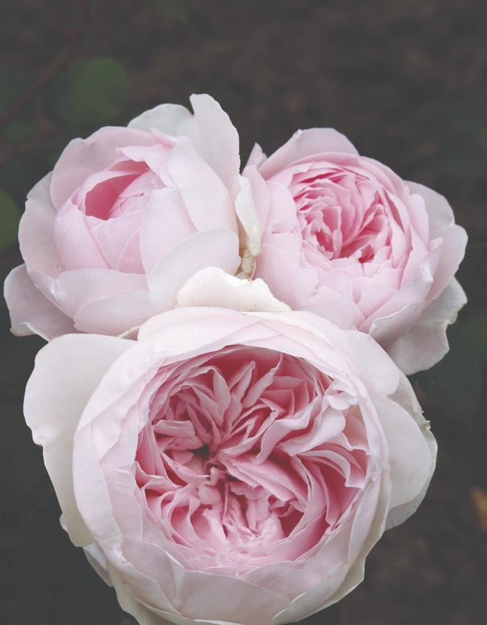 Rosa Floribunda Earth Angel™ Parfuma® PP26836