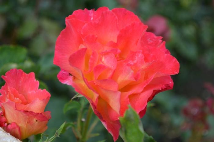 Rosa Floribunda Easy Does It™ PPAF