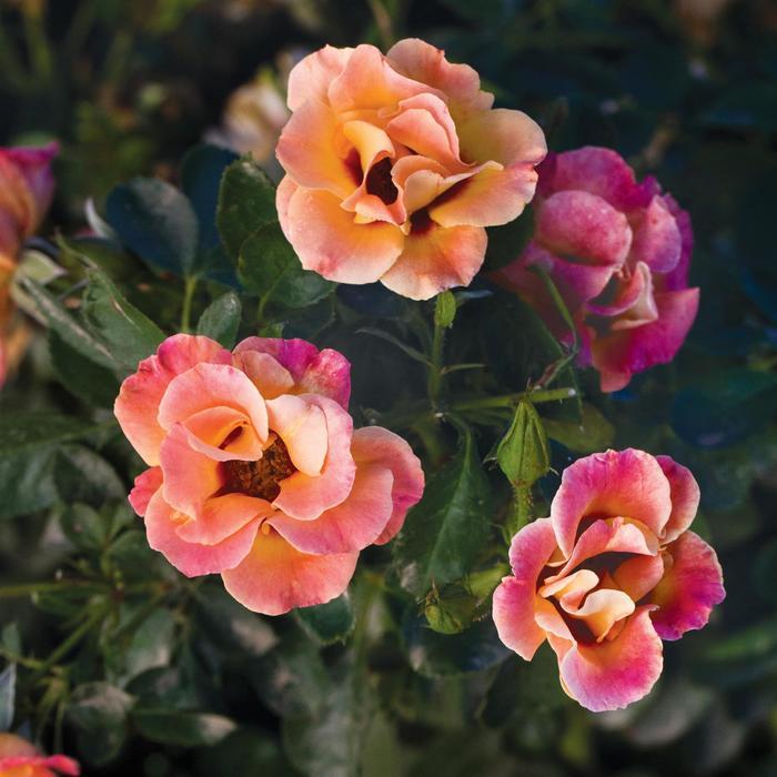 Rosa Floribunda Eyeconic® Mango Lemonade PP30589