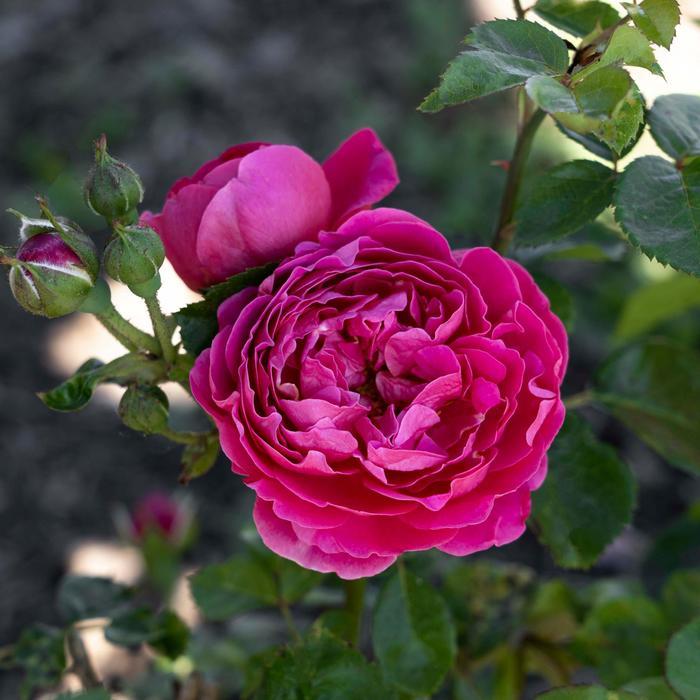 Rosa Floribunda PowerPuff™ Pink PP36660