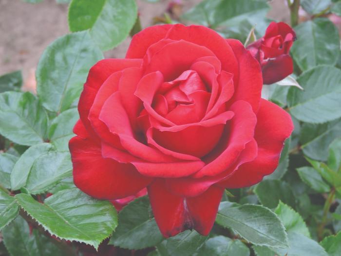 Rosa Floribunda Sunbelt® Desmond Tutu™ PP22828