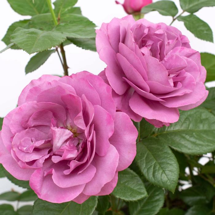 Rosa Tree 36 Sunbelt® Plum Perfect PP22691