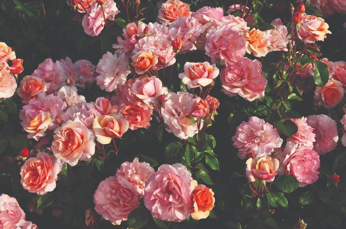 Rosa Floribunda Sunbelt® Soul Sister™ PP25290