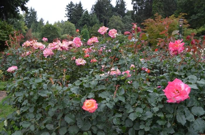 Rosa Grandiflora Dream Come True™ PP20633