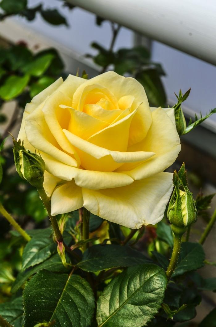 Rosa Grandiflora Sunshine Daydream PP23551