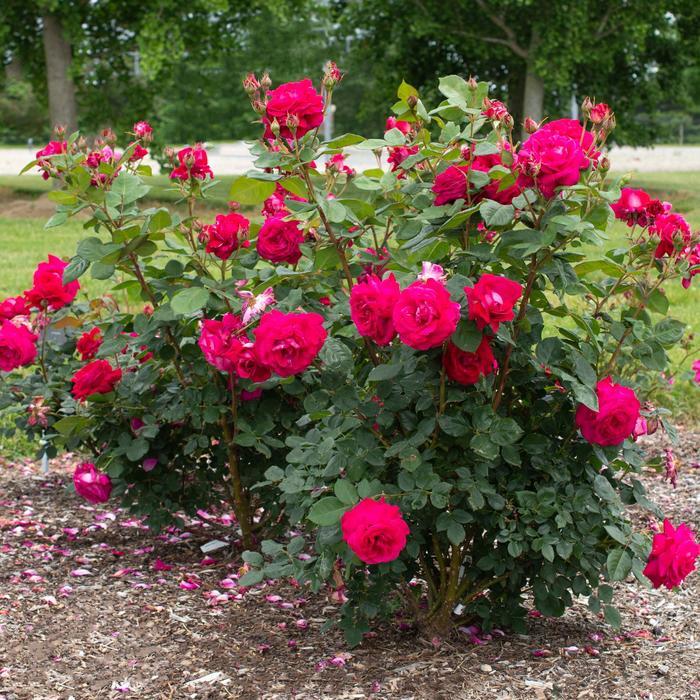 Rosa Grandiflora Sweet Spirit ™ PPAF